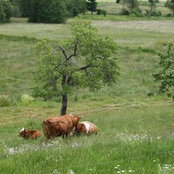 Tannenhof Ibach