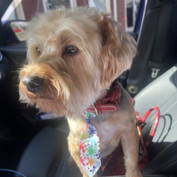 Dog Wash Cafe Pet Spa - You like my tie?! - Pet Groomers Near Me - Canton, Georgia