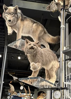 Burke Museum of Natural History and Culture by null Burke Museum of Natural History and Culture by null