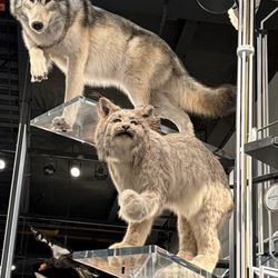 Burke Museum - Wolf and Lynx