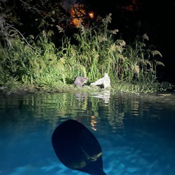 Paddle SMTX - Stevie the Beaver caught having a snack - Paddleboarding Near Me