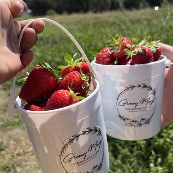 Granny Mays Strawberry Farm - Pick Your Own Farms Near Me - Granite Bay, California Granny Mays Strawberry Farm - Pick Your Own Farms Near Me - Granite Bay, California