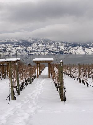 Old Vines Restaurant @ Quails' Gate Winery by null