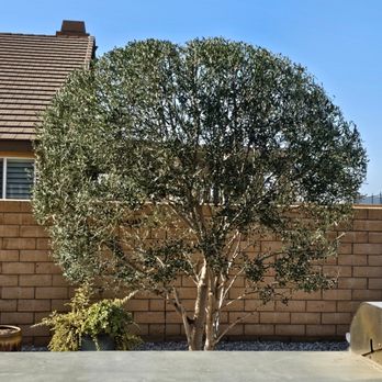 Eder Tree Service and Lawn Maintenance - Olive tree trimmed - Tree Services Near Me Eder Tree Service and Lawn Maintenance - Olive tree trimmed - Tree Services Near Me