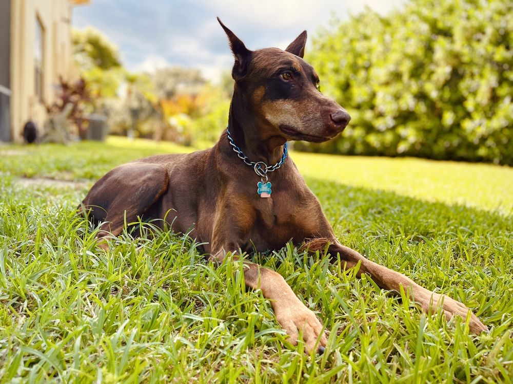 CLINT MOORE ANIMAL HOSPITAL AND PET RESORT Updated September 2024