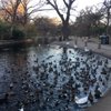 Trinity Park Duck Pond gift card