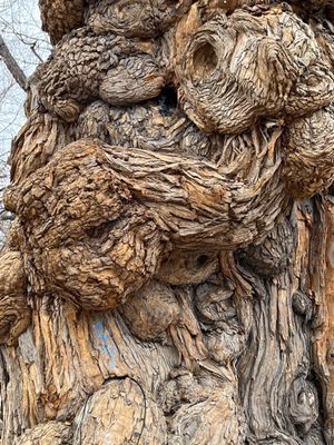 The Witches' Tree by null