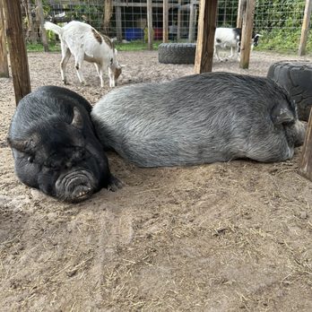 Amazing Animals - Zoos Near Me - Saint Cloud, Florida