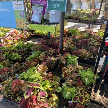 Armstrong Garden Centers - Nurseries & Gardening Near Me - Thousand Oaks, California Armstrong Garden Centers - Nurseries & Gardening Near Me - Thousand Oaks, California