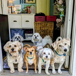 Kitty Kamp and Little Dog Lodge