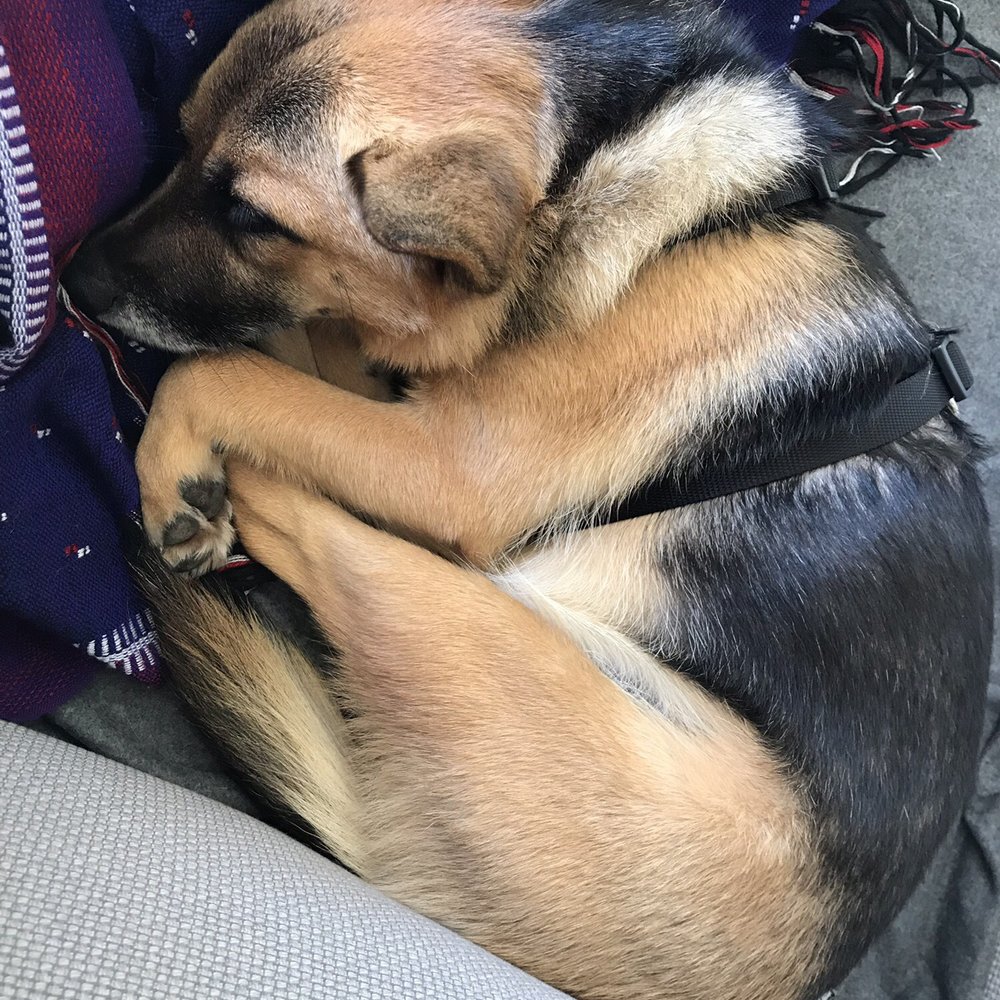 A Better Chance Rescue - Pet Adoption Near Me