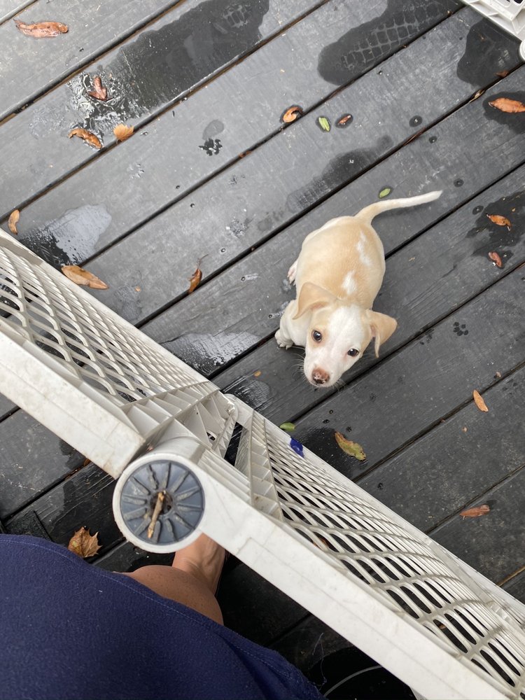 PARKWAY ANIMAL HOSPITAL & SURGICAL CENTER Updated September 2024 2551 Dauphin Island Pkwy