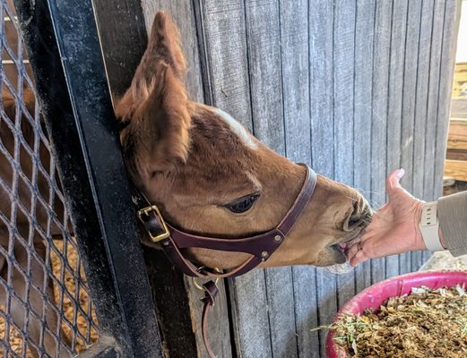 Farm Tours of Ocala by null