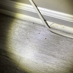 Check Property Group - Bed bugs