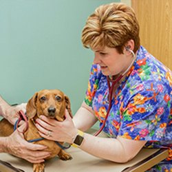 Brown Veterinary Hospital