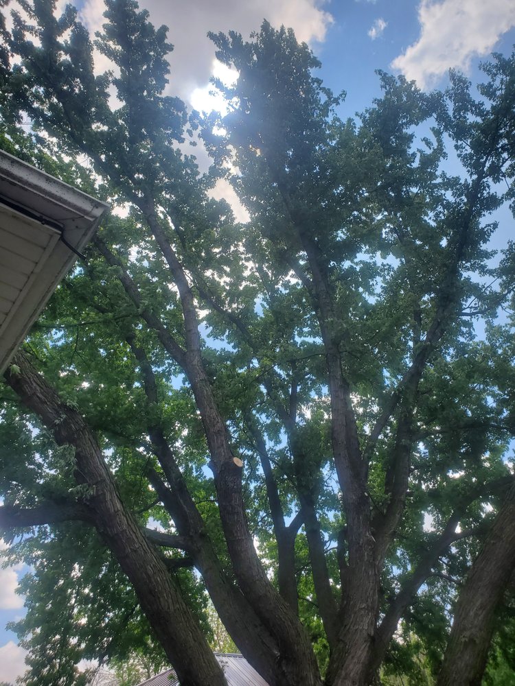 Hardcutz tree service - tree service in Traer, IA