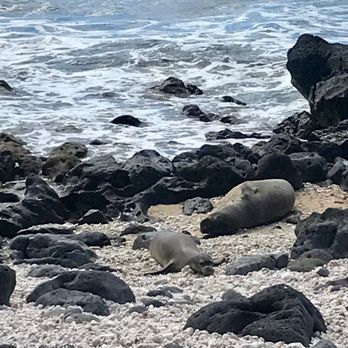 Kaena Point State Park - mama and baby Hawaiian Monk Seal March 2019 - Beaches Near Me - Waianae, Hawaii