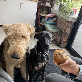 The Queen's Cups - Pupcakessss - Bakeries Near Me - Worcester, Massachusetts
