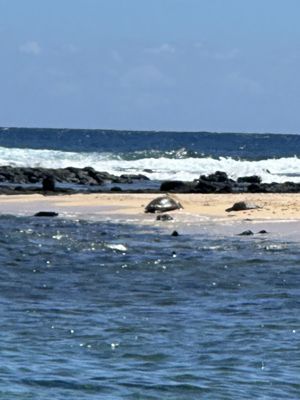 Poipu Beach Park by null