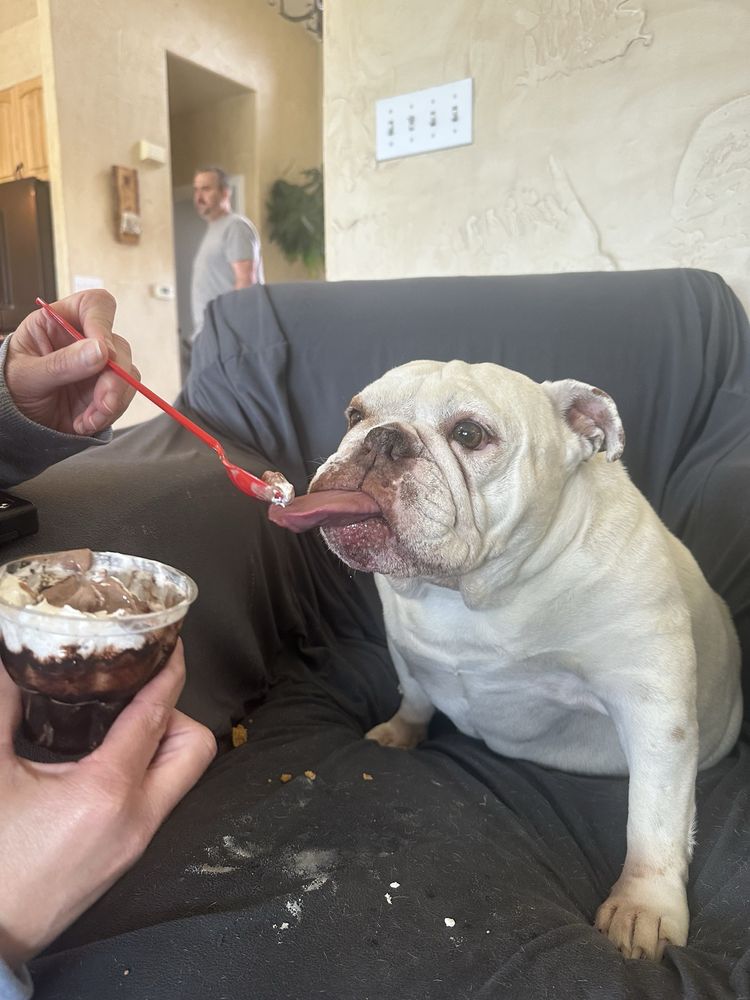 Dairy Queen Grill & Chill Logo