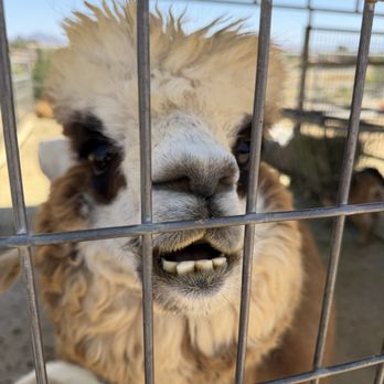 Sugarplum Zoo - I wanted to KISS this face - Chocolatiers & Shops Near Me - Temecula, California