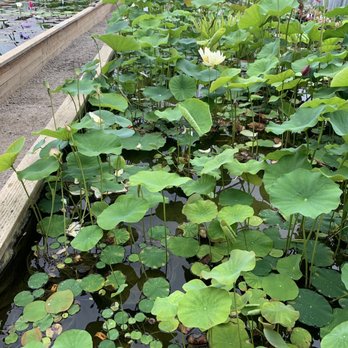 Hughes Water Gardens - Left side are indoor water lily. Right side are lotuses. - Nurseries & Gardening Near Me - Tualatin, Oregon