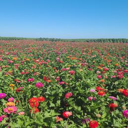 U-pick flowers
