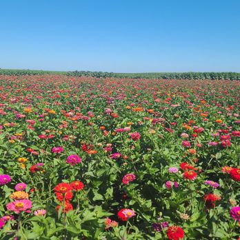 Heap's Giant Pumpkin Farm - U-pick flowers - Pumpkin Patches Near Me - Minooka, Illinois