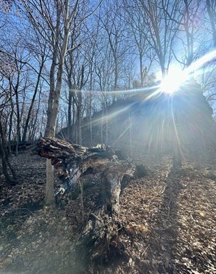 Mississippi Palisades State Park by null
