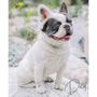 Photo of You Winnie Some Frenchies