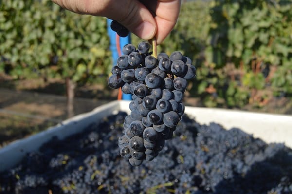 Jamie Slone Wines by null