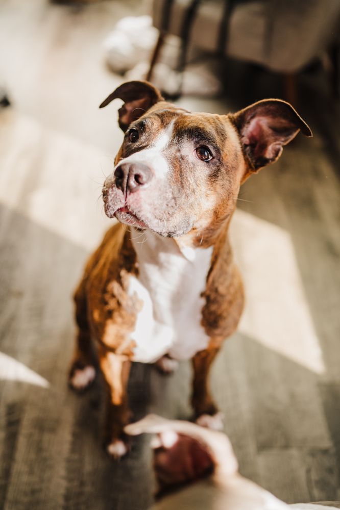 PAWOLOGY Updated May 2024 13 Photos Elizabethtown, Kentucky Pet