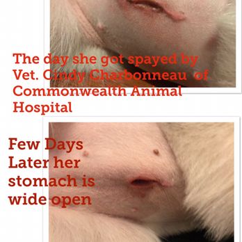 Commonwealth Animal Hospital - Veterinarians Near Me - Midlothian, Virginia