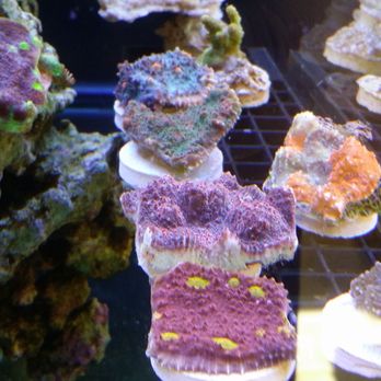 Ataquariums - Frags from Jose - Aquarium Services Near Me Ataquariums - Frags from Jose - Aquarium Services Near Me
