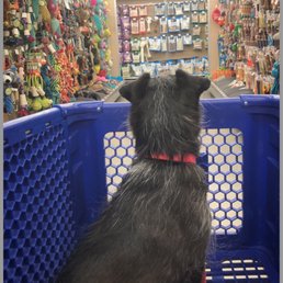 Sooooo many dog toys! So many choices!