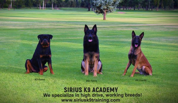 sirius k9 training