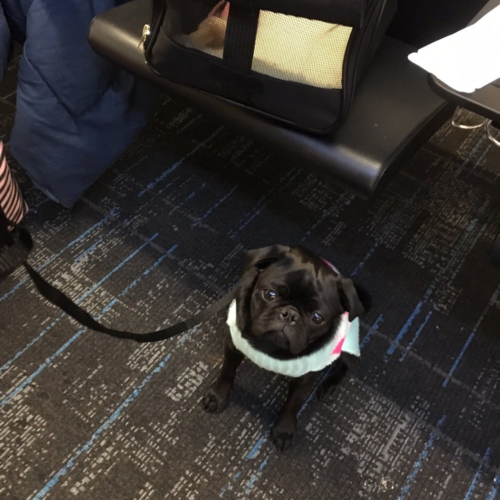 ANIMAL FRIENDS OF THE VALLEYS LOW COST SPAY/NEUTER & SHOT CLINIC 25