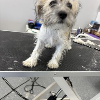 Puppy Pampering Pet Spa - Penny before her groom - Pet Groomers Near Me - Rancho Cucamonga, California