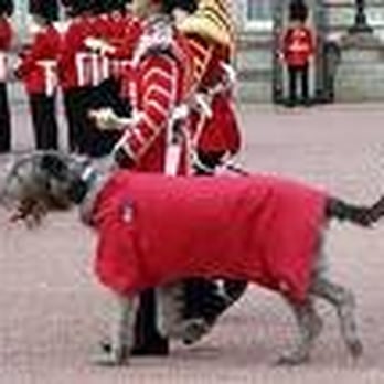 Irish Wolfhound - Proud Irish History - Irish Near Me - Surprise, Arizona Irish Wolfhound - Proud Irish History - Irish Near Me - Surprise, Arizona