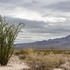 Ocotillo Patch gift card