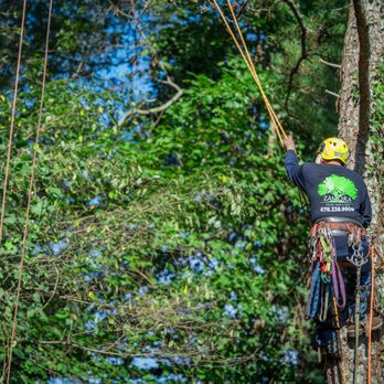 Zamora Tree Service - Tree Services Near Me - Lawrenceville, Georgia Zamora Tree Service - Tree Services Near Me - Lawrenceville, Georgia