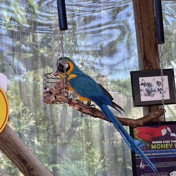 Reptile Gardens - Macaw - Botanical Gardens Near Me - Rapid City, South Dakota Reptile Gardens - Macaw - Botanical Gardens Near Me - Rapid City, South Dakota