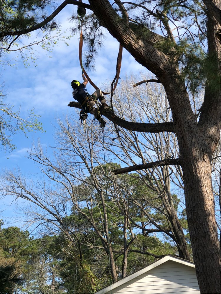 COASTAL TREE & STUMP Updated October 2024 1451 Harbor Mist Ct