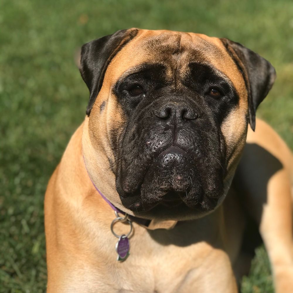 Gratis Afbeeldingen : puppy, dier, hoektand, foto, huisdier, portret,  zittend, bruin, bokser, detailopname, gewerveld, mooi, beeld, hondenras,  ras, bullmastiff, oud Engels bulldog, boerboel, hond als zoogdier,  roofdieren, hond kruisingen, olde engels ..., image size:1000x1000