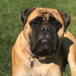 Chase Farm Veterinary Hospital - My girl