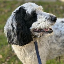 Doggy Daybreaks - Walk. Potty. Play. Your dogs needs are what determines our service.