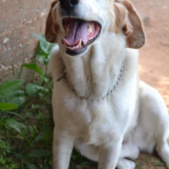 Buddy's Place Canine Behavior - Pet Training Near Me - Bryan, Texas