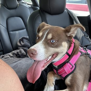 Warnimont Dog Park - Exhausted after her new adventure - Dog Parks Near Me - Cudahy, Wisconsin Warnimont Dog Park - Exhausted after her new adventure - Dog Parks Near Me - Cudahy, Wisconsin