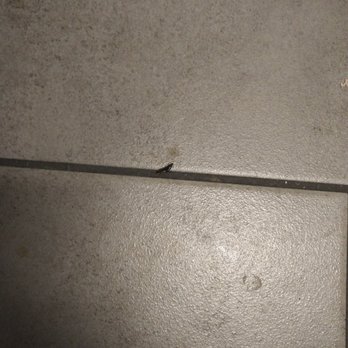 7-Eleven - Earwig I accidentally stepped on - Convenience Stores Near Me - Rialto, California 7-Eleven - Earwig I accidentally stepped on - Convenience Stores Near Me - Rialto, California