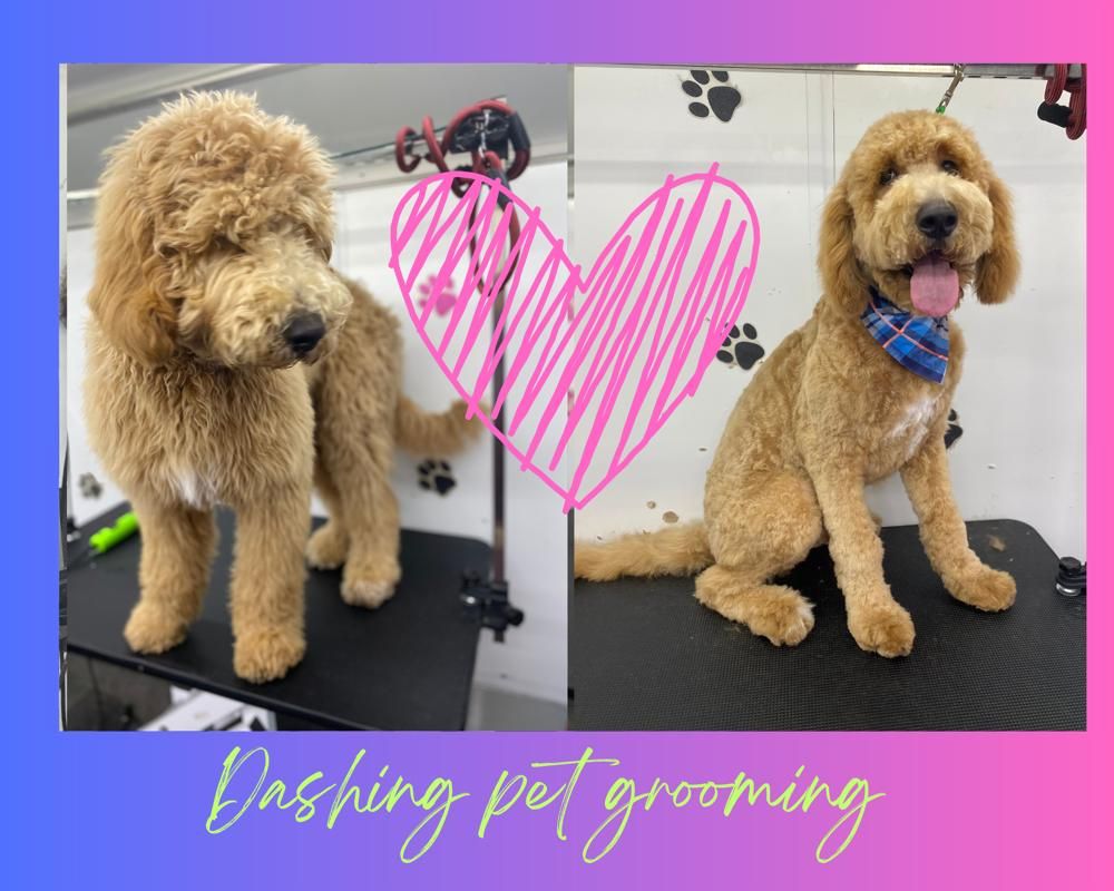 DASHING PET GROOMING 53 Photos Round Rock, Texas Pet Groomers